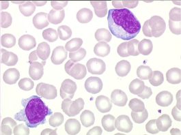 Cellules sanguines et hématopoïèse