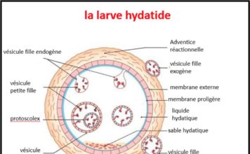 Structure du kyste hydatique (la larve hydatique)