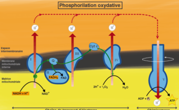 Chaine respiratoire et oxydations phosphorylantes