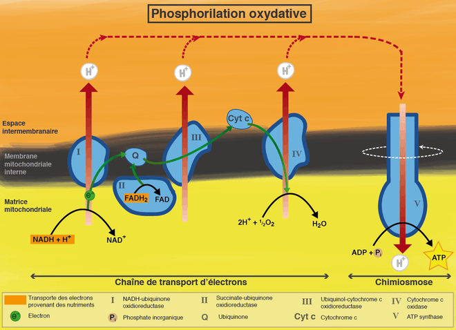 Chaine respiratoire et oxydations phosphorylantes