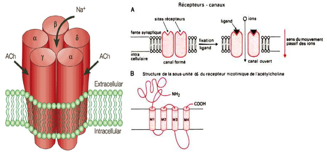 1) Les récepteurs couplés aux canaux ioniques [11. Introduction à la  signalisation cellulaire [biologie cellulaire]]