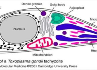 Ultrastructure of a Toxoplasma gondii tachyzoite