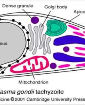 Ultrastructure of a Toxoplasma gondii tachyzoite