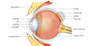 Anatomie oculaire