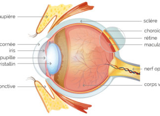Anatomie oculaire