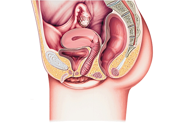 penis organ genital masculin