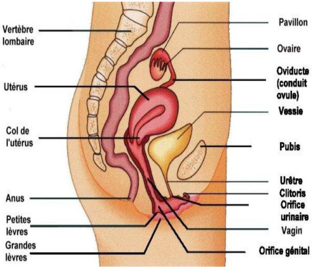 penis organ genital masculin)