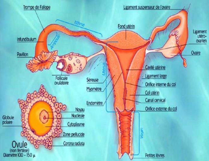 Figure 5. Anatomie de l'appareil génital féminin