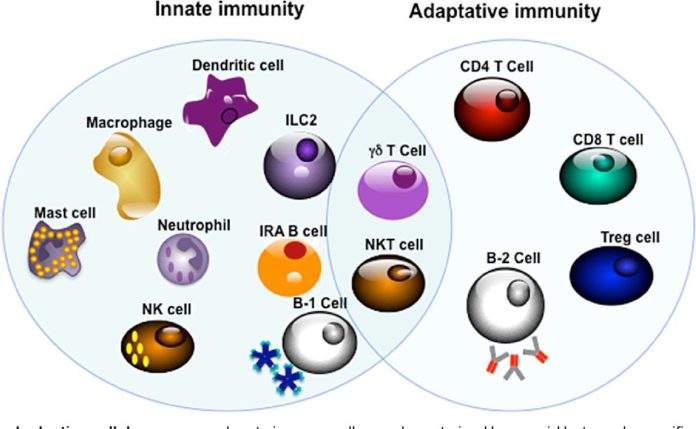 Cellules de l'immunité