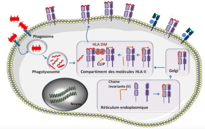 Assemblage de la molécule HLA de classe II et chargement du peptide
