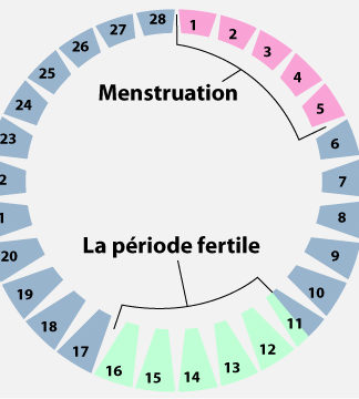 Cycle menstruel et régulation hormonale