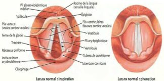 Larynx normal : inspiration / Larynx normal : phonation