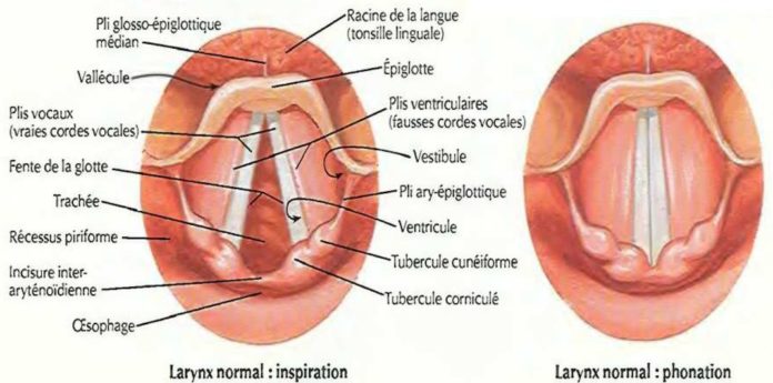 Larynx normal : inspiration / Larynx normal : phonation