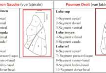 Poumon Gauche (vue latérale) / Poumon Droit (vue latérale)
