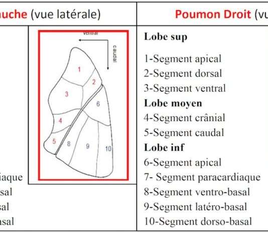 Poumon Gauche (vue latérale) / Poumon Droit (vue latérale)