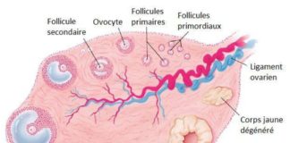 Figure 14. Représentation schématique de l'ovaire humain : ovulation et formation du corps jaune