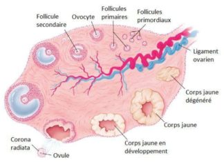 Figure 14. Représentation schématique de l'ovaire humain : ovulation et formation du corps jaune