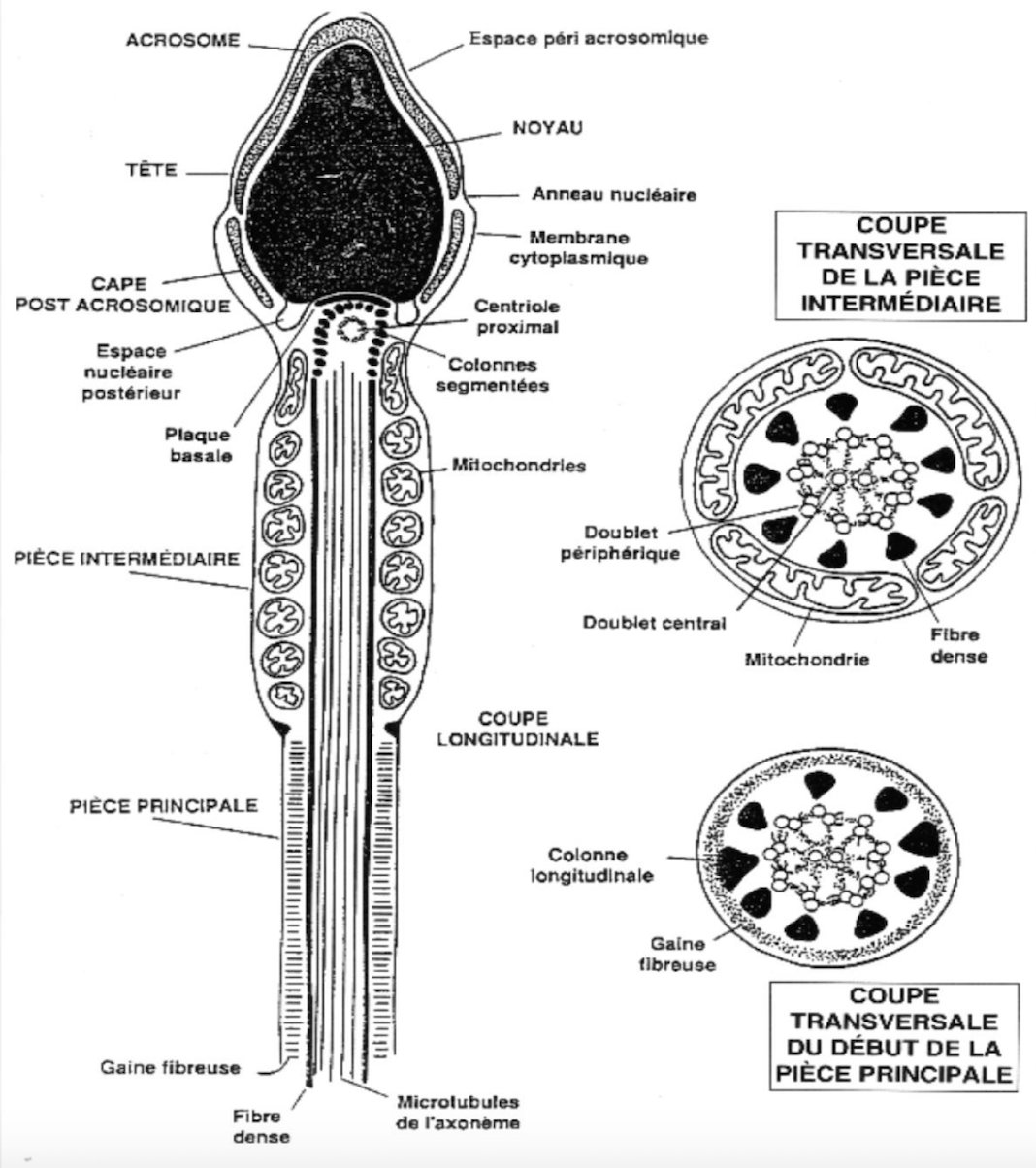 Рисунок мужской половой клетки. Строение сперматозоида человека гистология. Схема электронно микроскопического строения сперматозоида человека. Строение сперматозоида срез. Поперечный разрез сперматозоида.